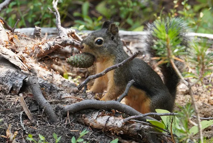 Broken Arrow Campground Picture 8