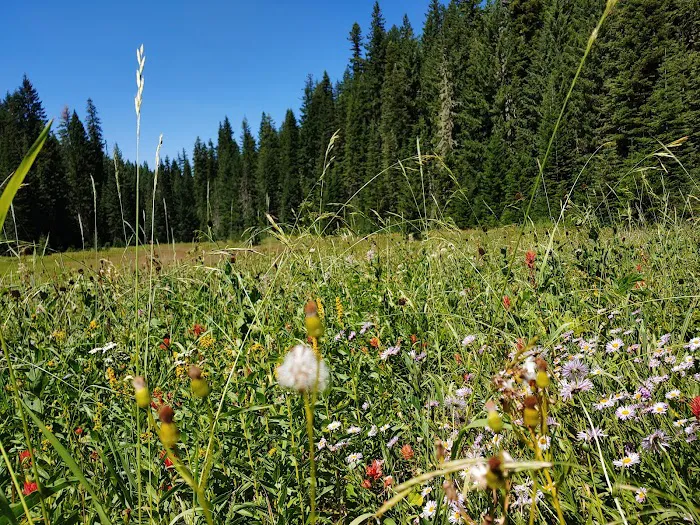 Hemlock Lake Campground Picture 9