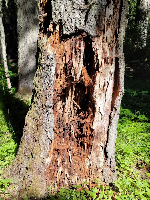 Hemlock Lake Campground Picture 3