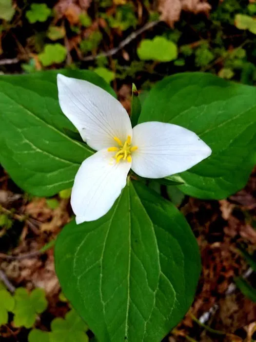 Boulder Creek Campground Picture 1
