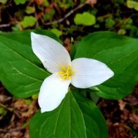 Boulder Creek Campground ico