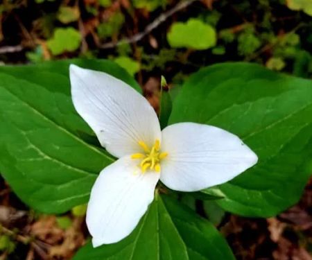 Boulder Creek Campground