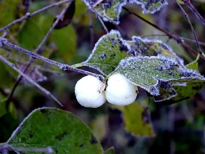 Dumont Creek Campground Picture 2