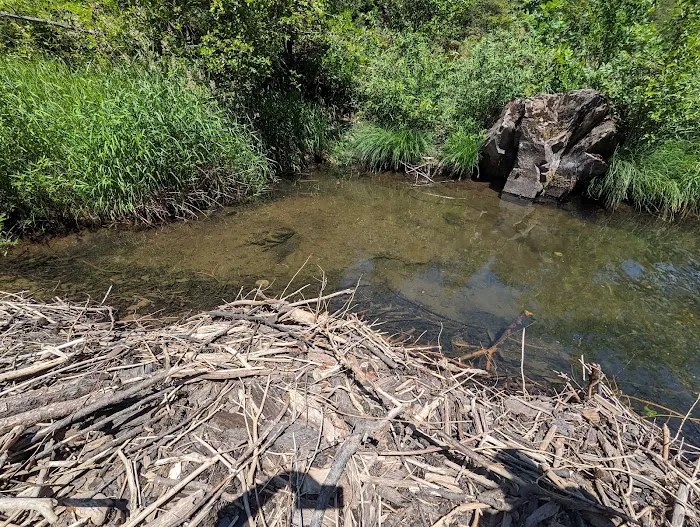 Dumont Creek Campground Picture 3