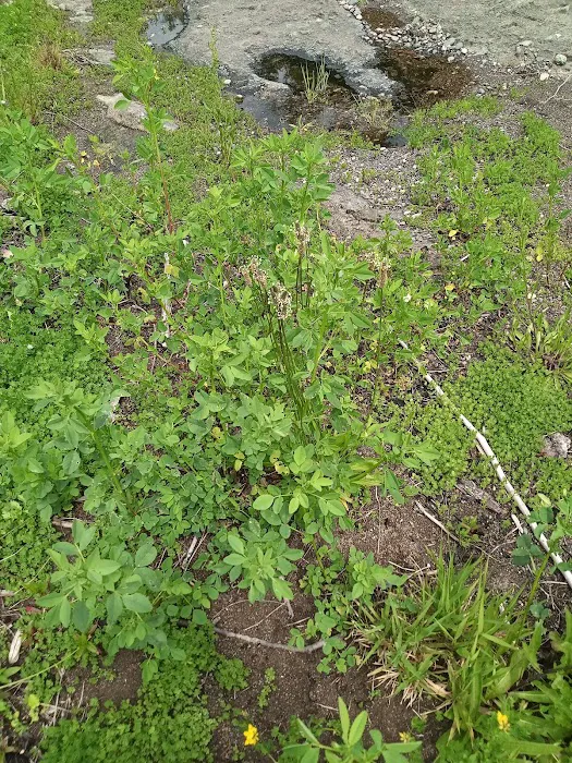 Three C Rock Campground Picture 3