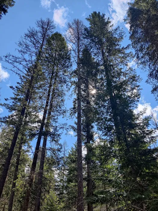 Gold Rush Campground Picture 1