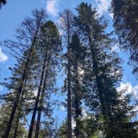 Gold Rush Campground ico