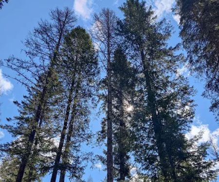 Gold Rush Campground