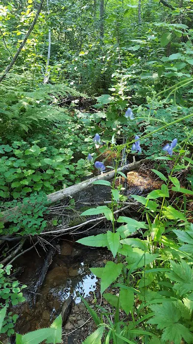 Gold Rush Campground Picture 5