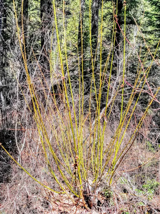 Gold Rush Campground Picture 7