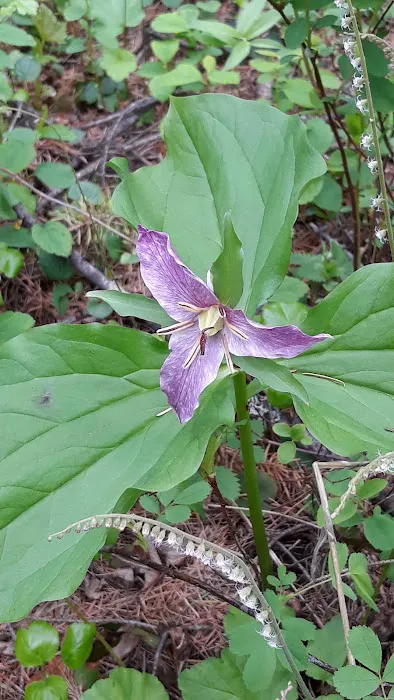 Gold Rush Campground Picture 9