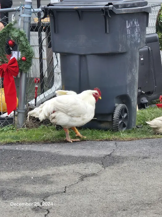 Carter's Mobile Home Park lot 159 Picture 4