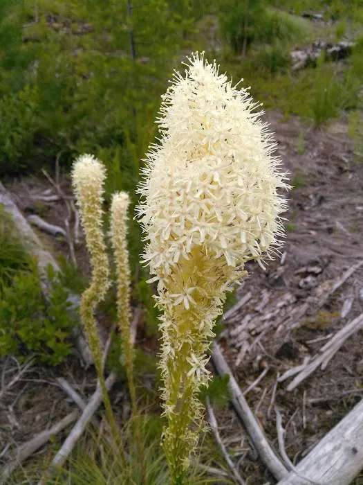 Fishtrap Lake Campground Picture 2
