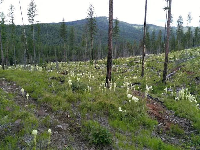 Fishtrap Lake Campground Picture 9