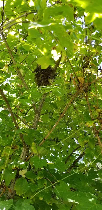 Clark Memorial Campground Picture 5