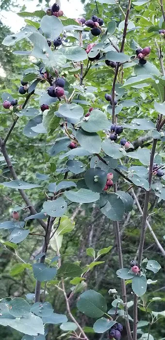 Clark Memorial Campground Picture 8