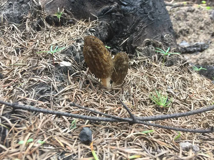 Copper King Campground Picture 6