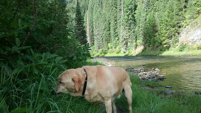 Spruce Tree Campground Picture 3