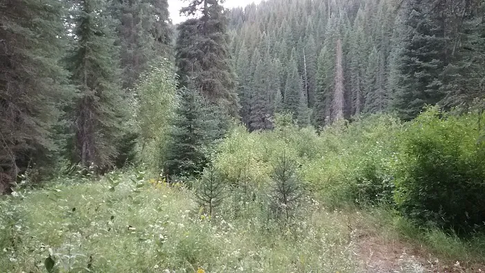 Spruce Tree Campground Picture 7