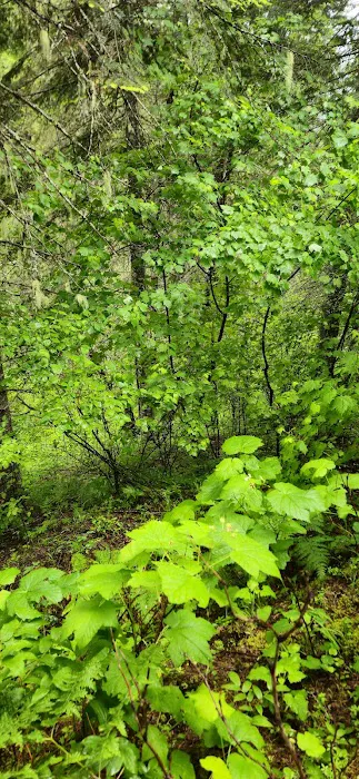 Isabella Point Campground Picture 4