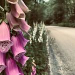 Aquarius Campground and Purple Beach Group Site