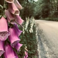 Aquarius Campground and Purple Beach Group Site ico