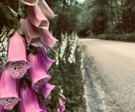 Aquarius Campground and Purple Beach Group Site