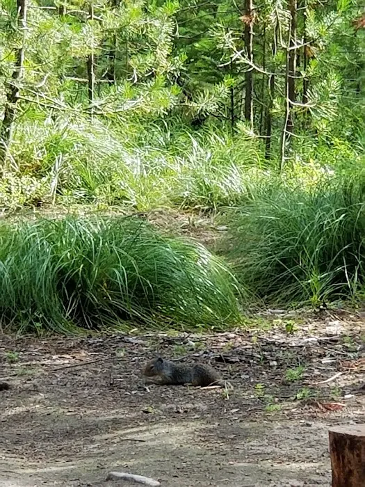 Cabin City Campground Picture 5