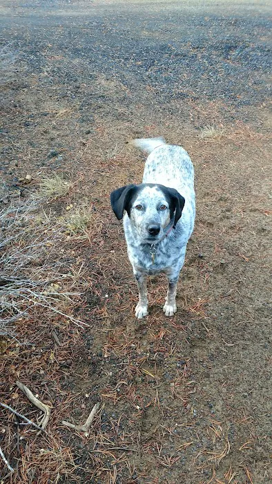 Swamp Wells Horse Camp Picture 6