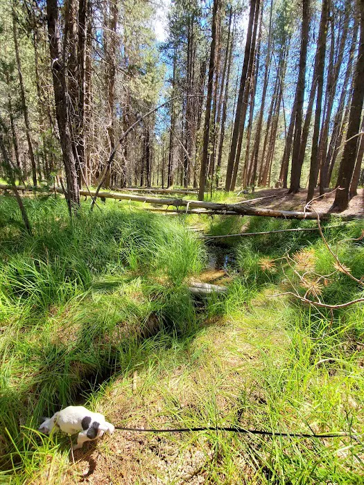 Corral Springs Campground Picture 5