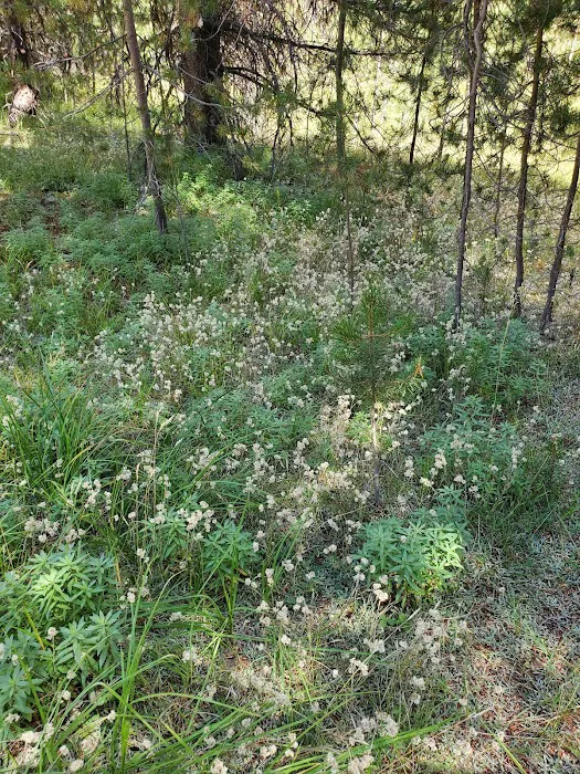 Corral Springs Campground Picture 3