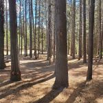 Corral Springs Campground