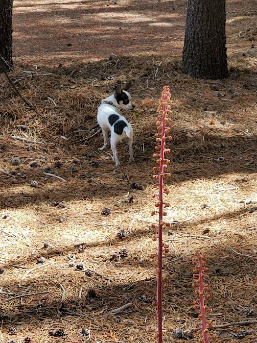 Corral Springs Campground Picture 6