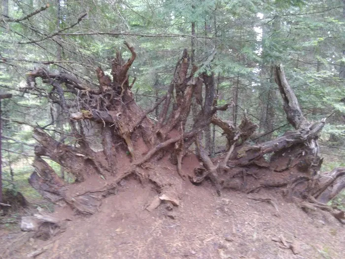 Threehorn Campground Picture 4