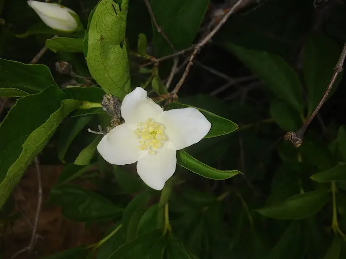 Threehorn Campground Picture 2