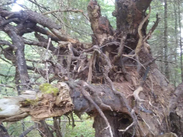 Threehorn Campground Picture 9