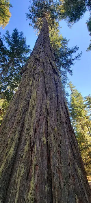 Threehorn Campground Picture 8