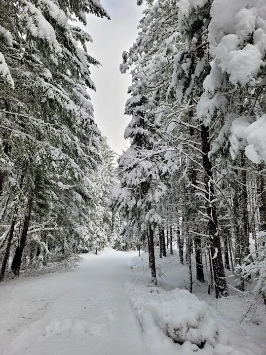 Threehorn Campground Picture 1