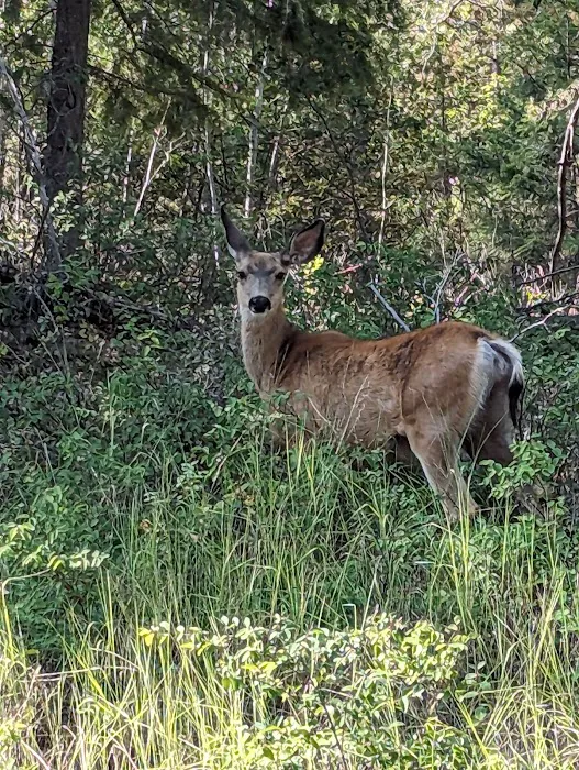 Rexford Bench Campground Picture 1