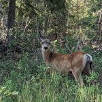 Rexford Bench Campground
