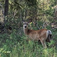 Rexford Bench Campground ico