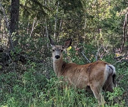 Rexford Bench Campground