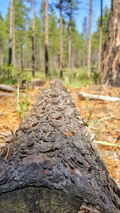 Swisher Lake Campground Picture 4