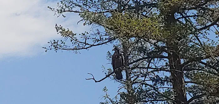 Tobacco River Campground Picture 6