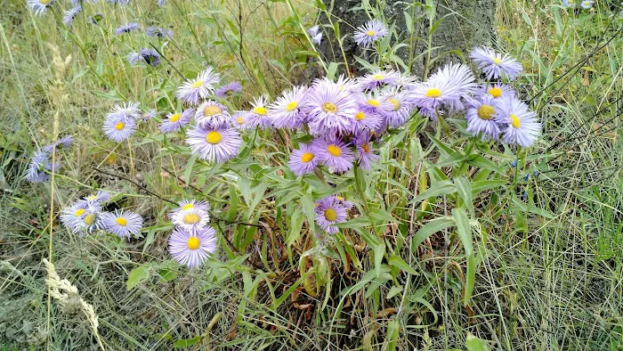 Tobacco River Campground Picture 5