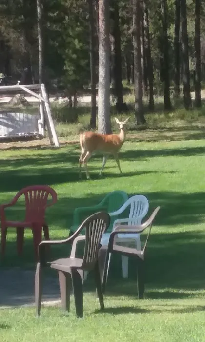 Moose Crossing Inc Picture 4