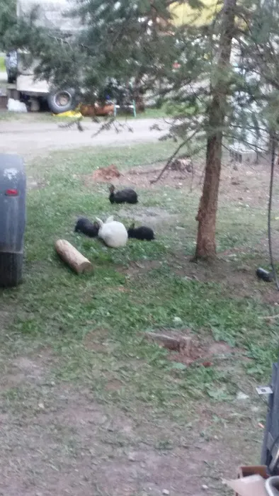 Moose Crossing Inc Picture 6