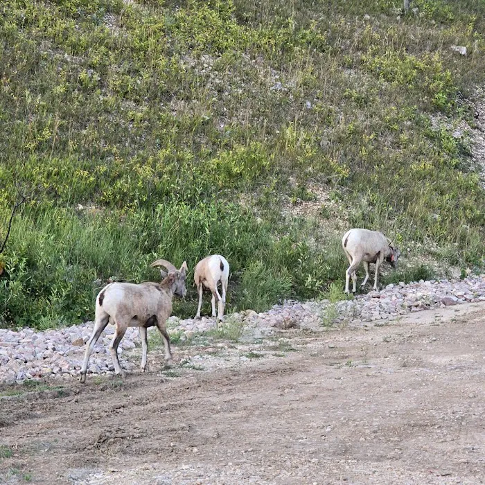 Sylvia Lake Campground Picture 10