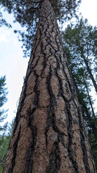 Cascade Creek Campground Picture 1