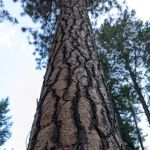 Cascade Creek Campground